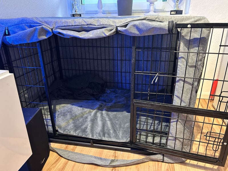 Hund in liebevolle Hände abzugeben