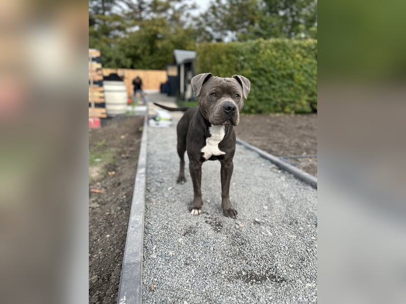 Hund in liebevolle Hände abzugeben