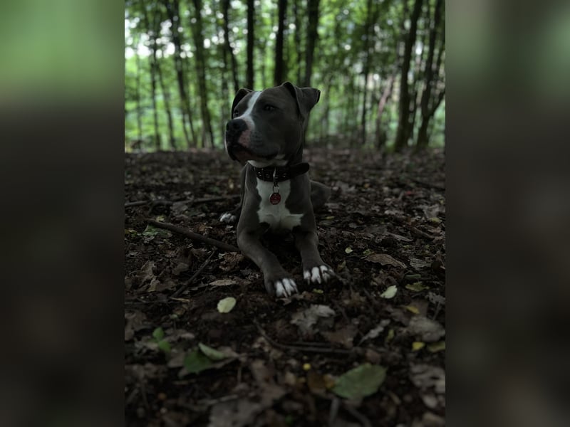 Amstaff Mix