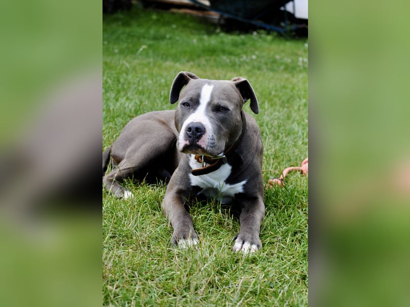 Amstaff Mix