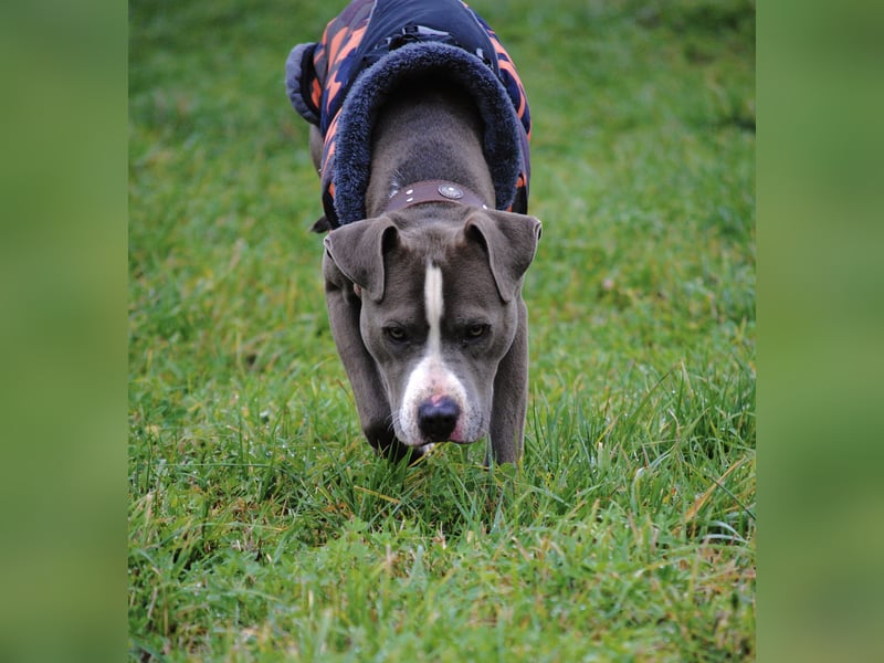 Amstaff Mix