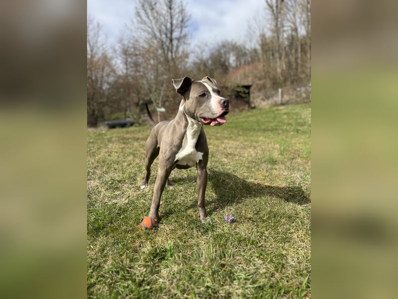 Amstaff Mix
