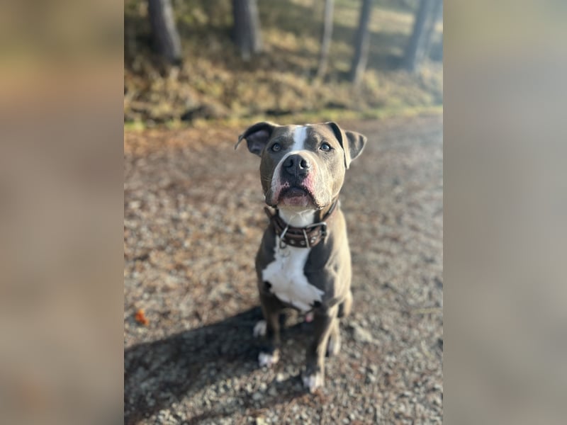 Amstaff Mix