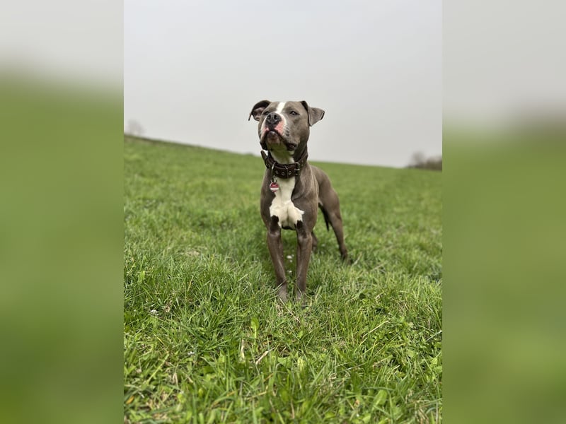 Amstaff Mix