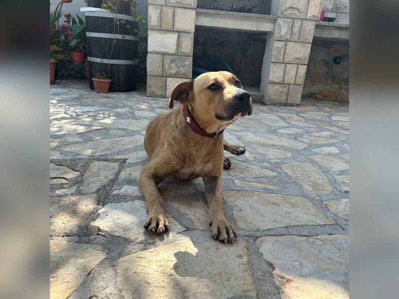 Menschenbezogener Leo sucht sein Zuhause ❤️