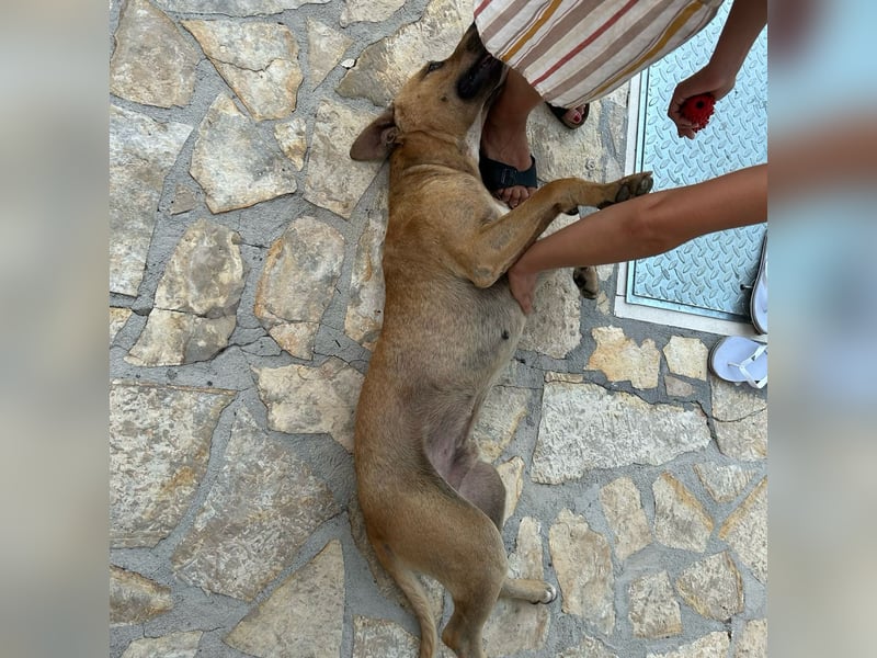 Menschenbezogener Leo sucht sein Zuhause ❤️