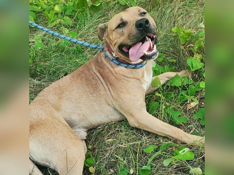 Menschenbezogener Leo sucht sein Zuhause ❤️