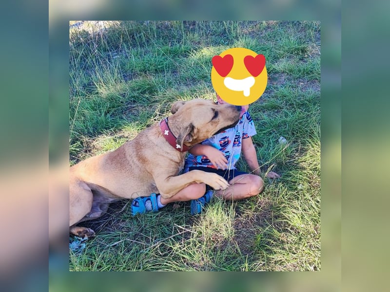 Menschenbezogener Leo sucht sein Zuhause ❤️