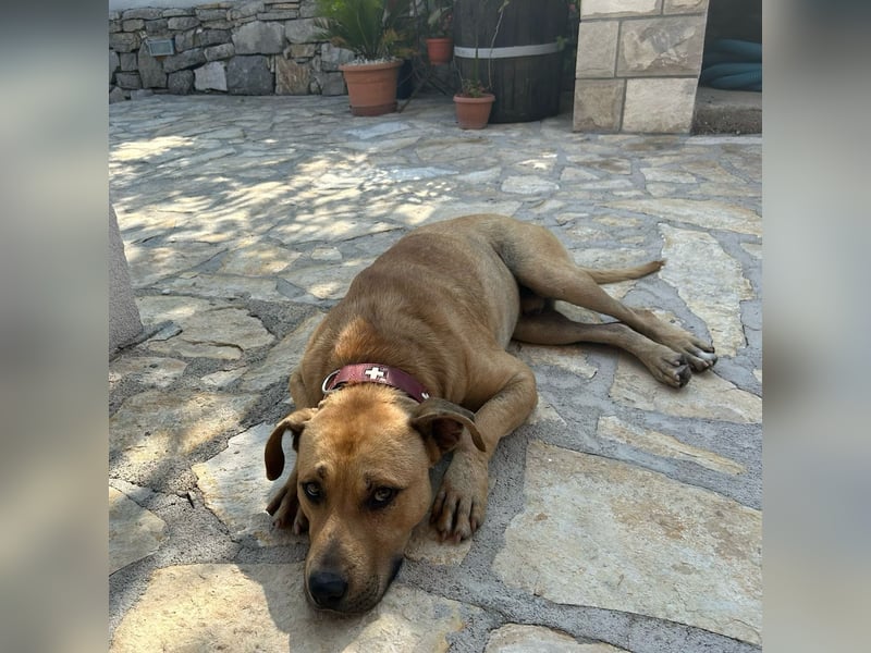 Menschenbezogener Leo sucht sein Zuhause ❤️