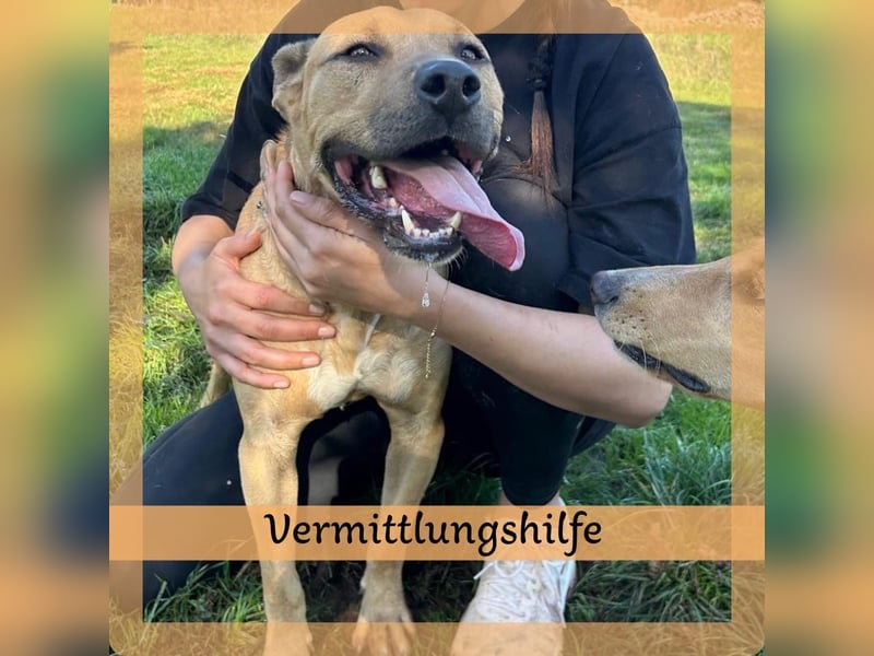 Menschenbezogener Leo sucht sein Zuhause ❤️