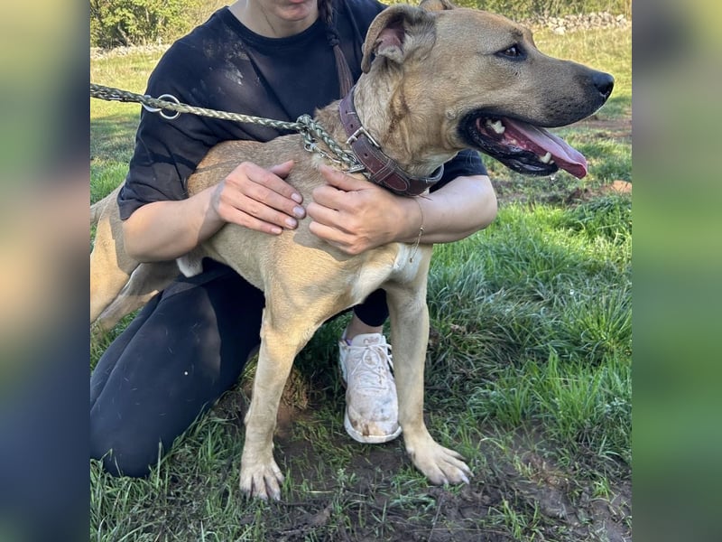 Menschenbezogener Leo sucht sein Zuhause ❤️