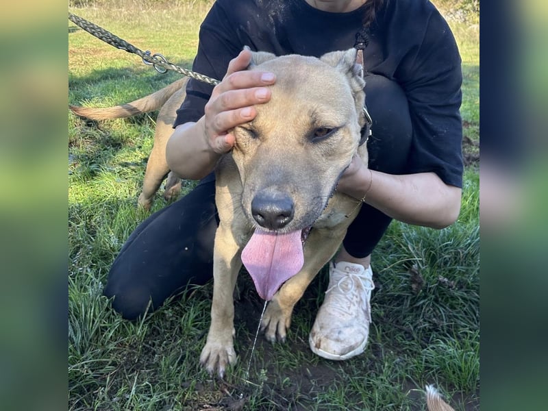Menschenbezogener Leo sucht sein Zuhause ❤️