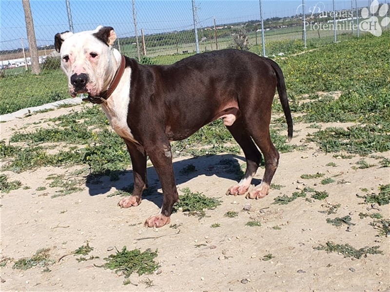 Motero ist ein fröhlicher und freundlicher Rüde