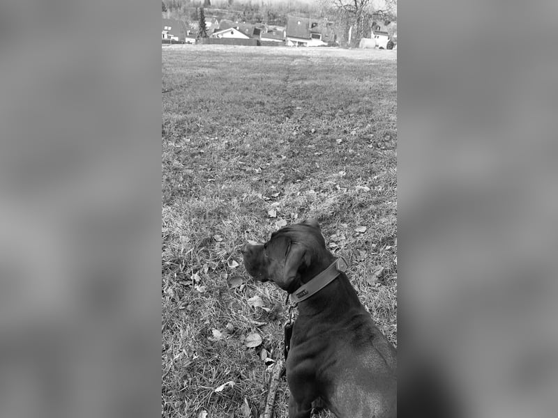 Staffi-Mix Rüde