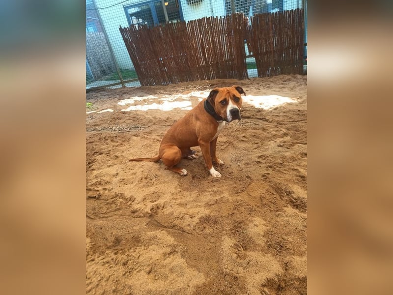 DJUKI - der hübsche Junge sucht eine Familie mit sehr viel Hundeerfahrung