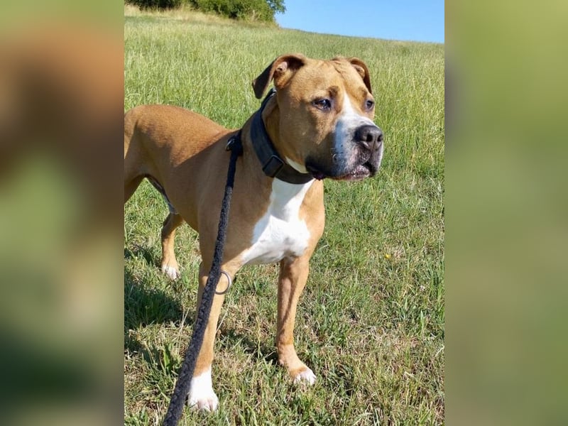 DJUKI - der hübsche Junge sucht eine Familie mit sehr viel Hundeerfahrung