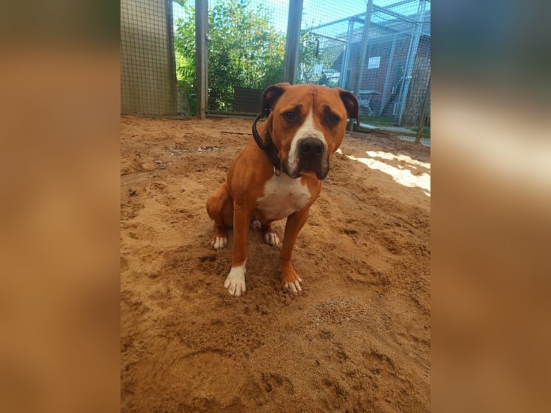 DJUKI - der hübsche Junge sucht eine Familie mit sehr viel Hundeerfahrung