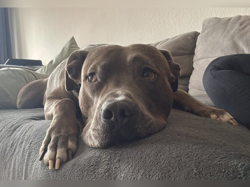 PABLO – treuer und feiner Begleiter