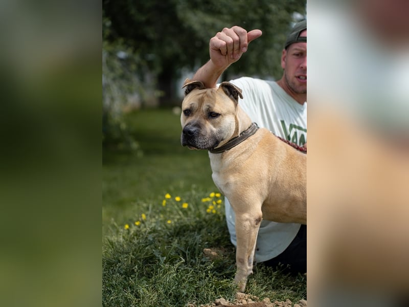 Rudi2, Frohnatur sucht tolles Zuhause