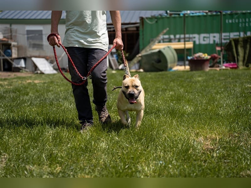 Rudi2, Frohnatur sucht tolles Zuhause