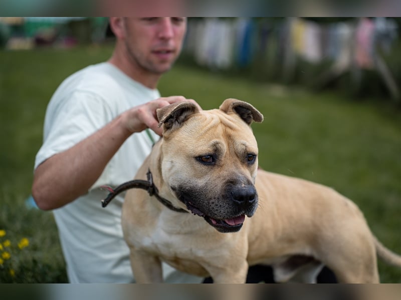 Rudi2, Frohnatur sucht tolles Zuhause
