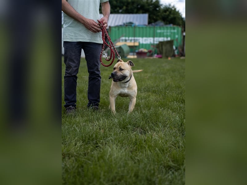 Rudi2, Frohnatur sucht tolles Zuhause