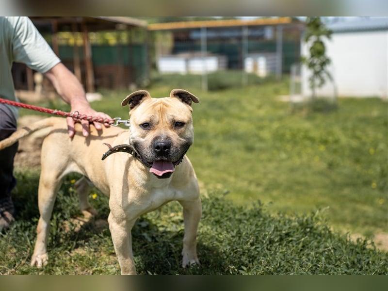 Rudi2, Frohnatur sucht tolles Zuhause