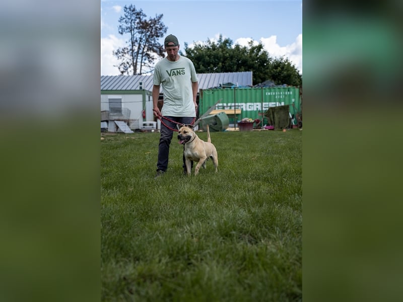 Rudi2, Frohnatur sucht tolles Zuhause