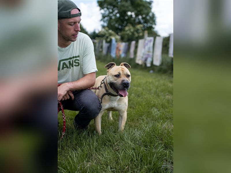 Rudi2, Frohnatur sucht tolles Zuhause