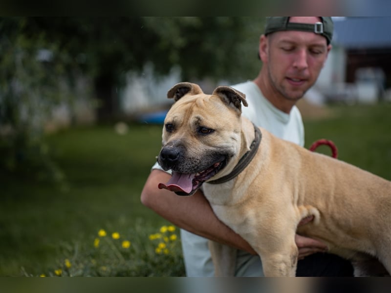 Rudi2, Frohnatur sucht tolles Zuhause
