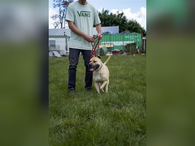 Rudi2, Frohnatur sucht tolles Zuhause