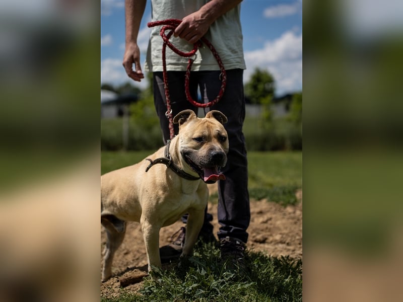 Rudi2, Frohnatur sucht tolles Zuhause