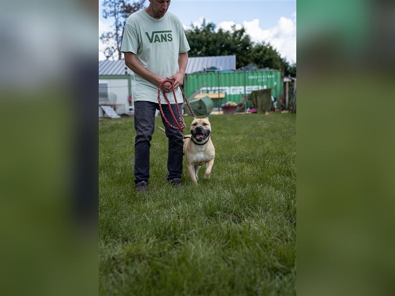 Rudi2, Frohnatur sucht tolles Zuhause