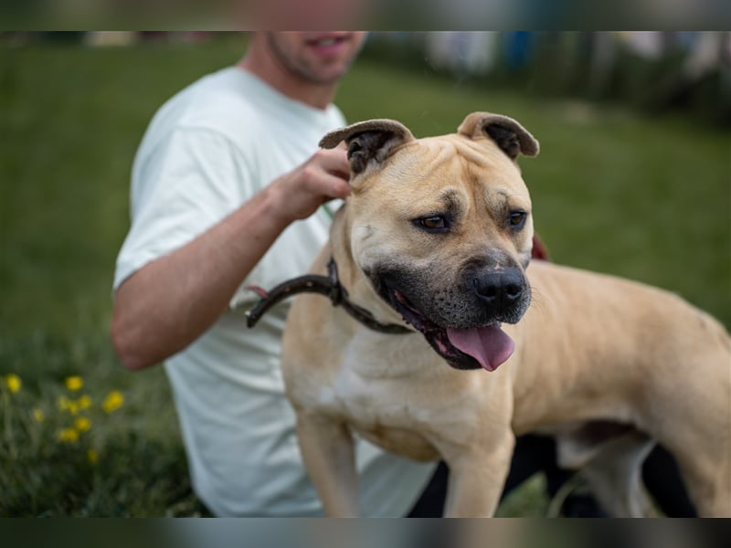 Rudi2, Frohnatur sucht tolles Zuhause