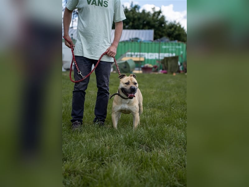 Rudi2, Frohnatur sucht tolles Zuhause