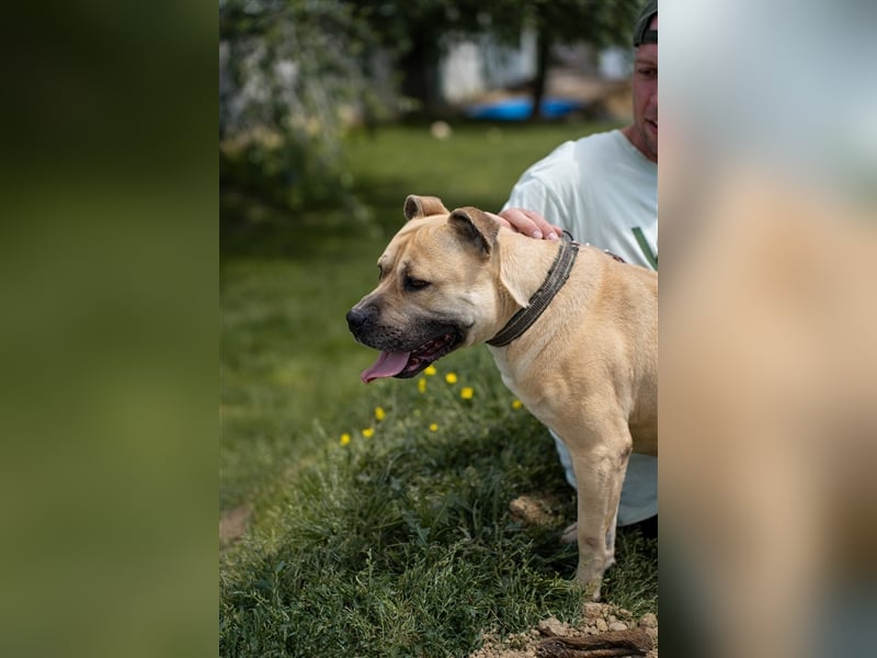 Rudi2, Frohnatur sucht tolles Zuhause