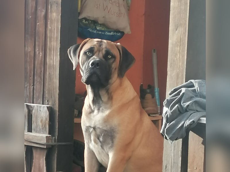 Boerboel /Amsaff