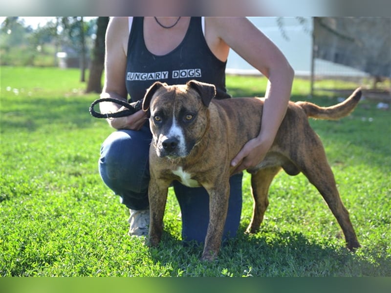 Dezsö , ein Traumhund wartet auf seine Menschen