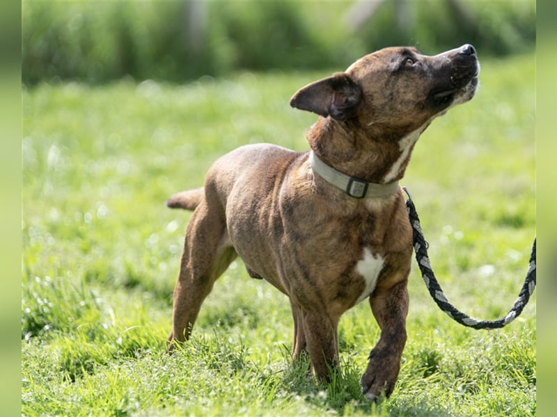 Dezsö , ein Traumhund wartet auf seine Menschen