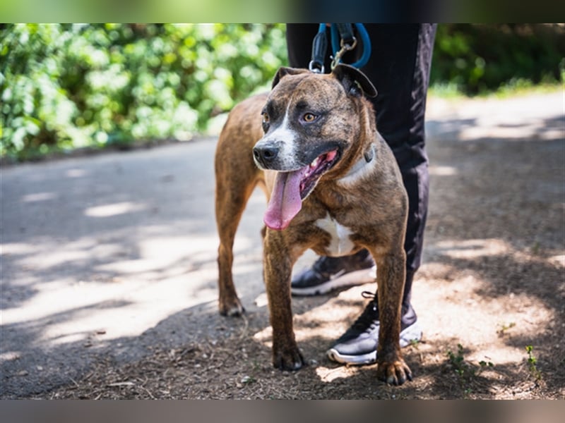 Dezsö , ein Traumhund wartet auf seine Menschen
