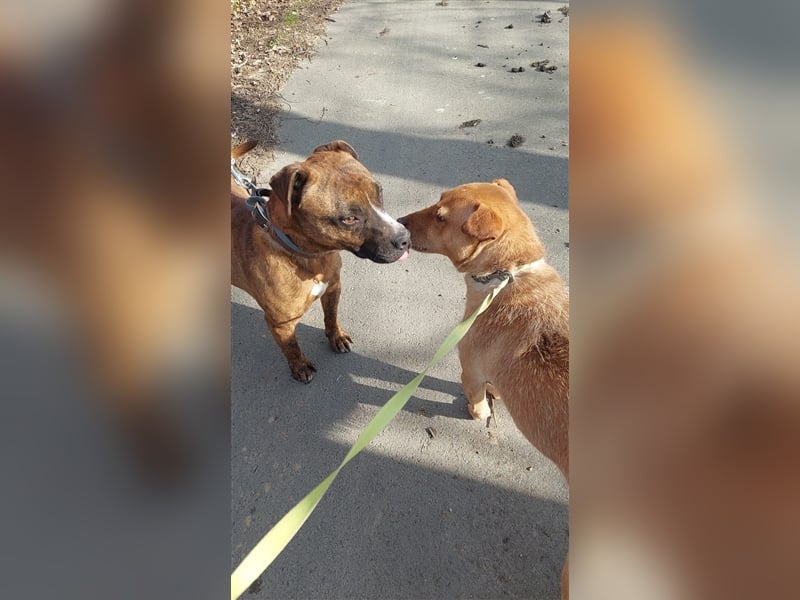 Dezsö , ein Traumhund wartet auf seine Menschen