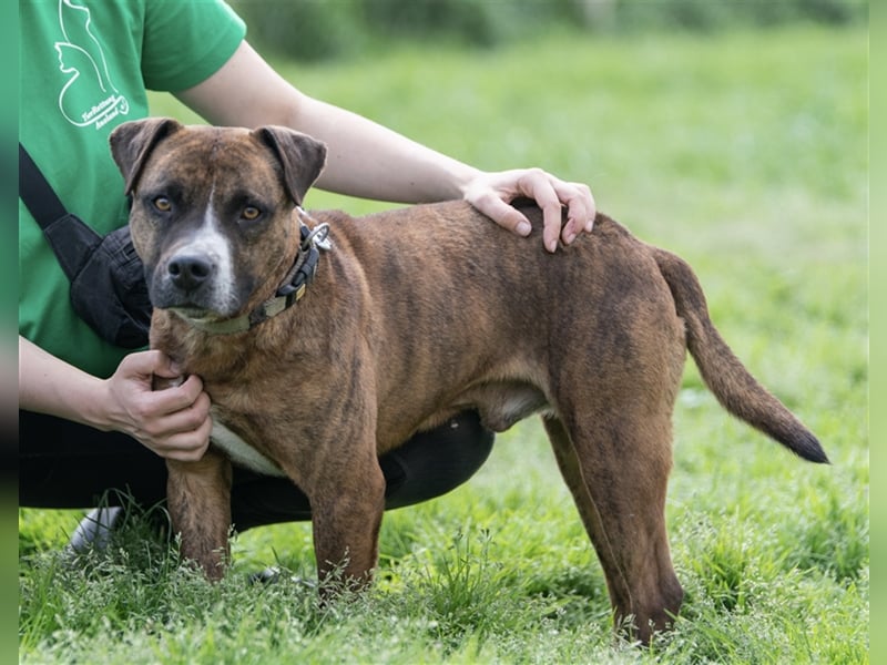 Dezsö , ein Traumhund wartet auf seine Menschen