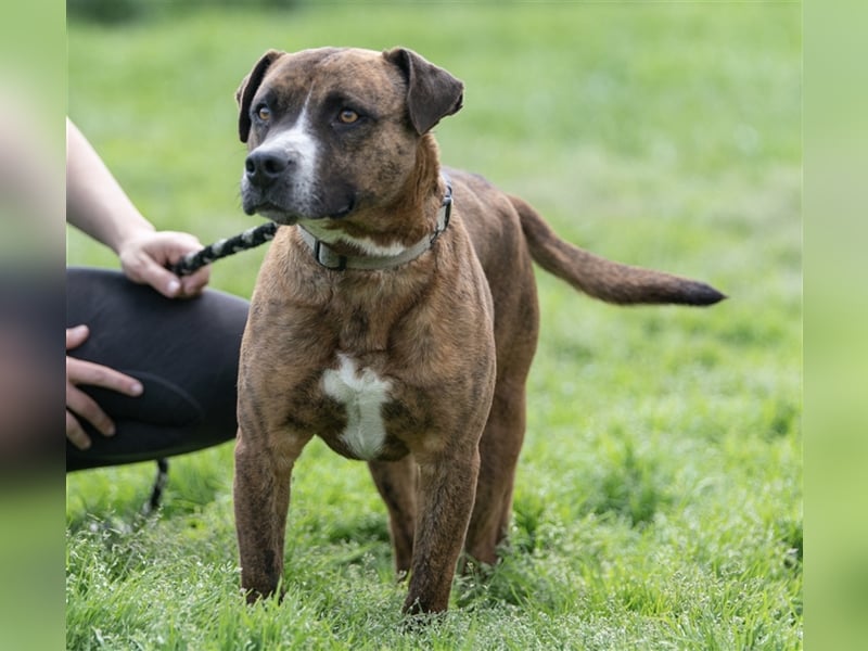 Dezsö , ein Traumhund wartet auf seine Menschen