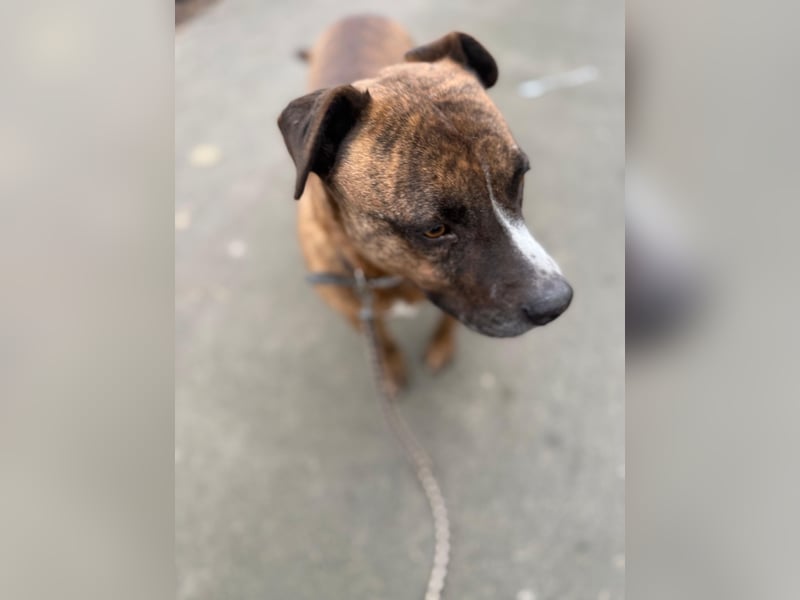 Dezsö , ein Traumhund wartet auf seine Menschen
