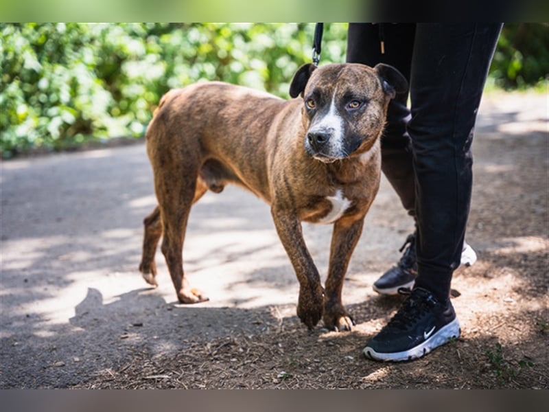 Dezsö , ein Traumhund wartet auf seine Menschen