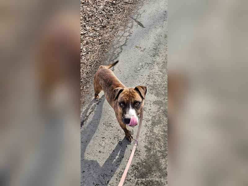 Dezsö , ein Traumhund wartet auf seine Menschen