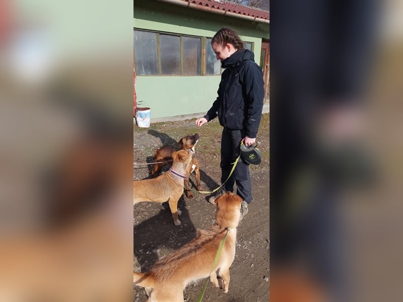 Dezsö , ein Traumhund wartet auf seine Menschen