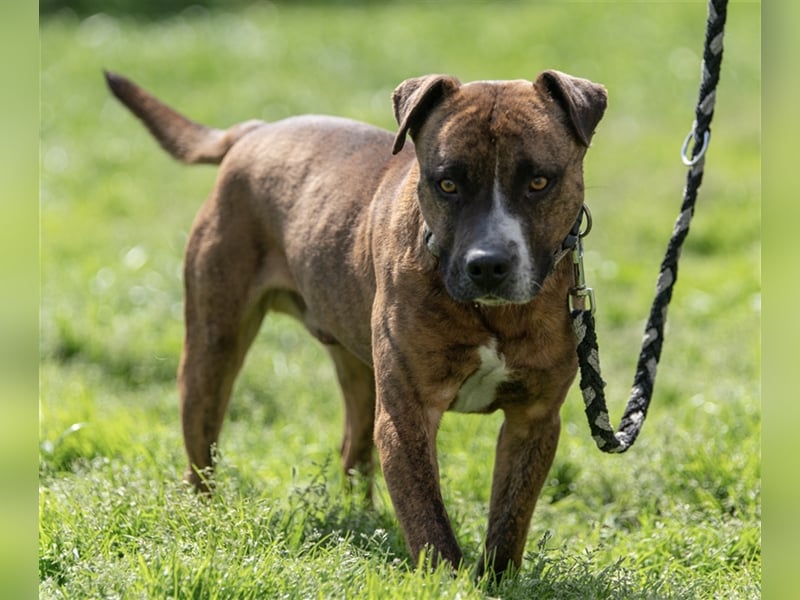 Dezsö , ein Traumhund wartet auf seine Menschen