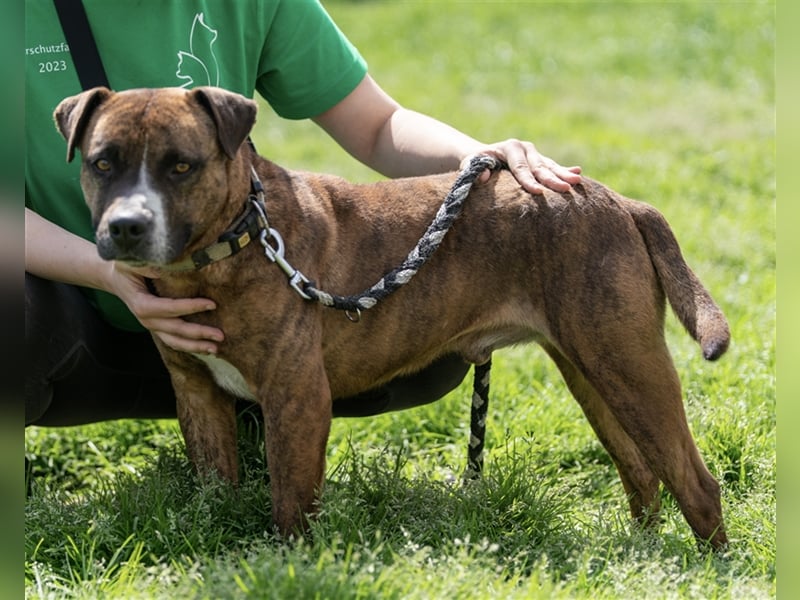 Dezsö , ein Traumhund wartet auf seine Menschen