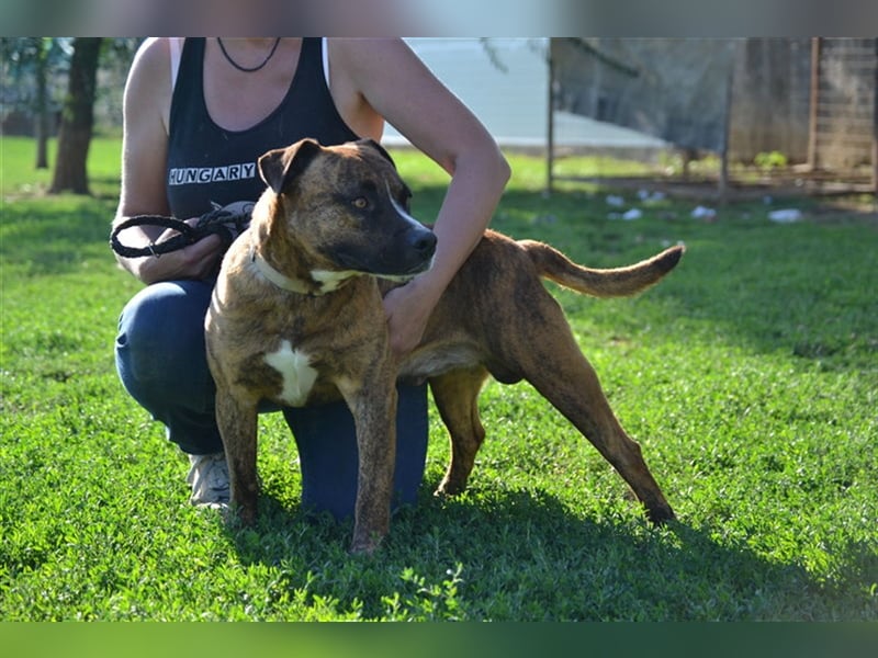 Dezsö , ein Traumhund wartet auf seine Menschen